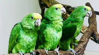 Three Amazon parrot chicks.