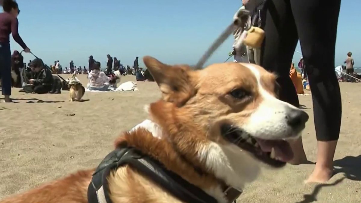 Corgi Con Returns to San Francisco’s Ocean Beach After 3-Year Hiatus ...