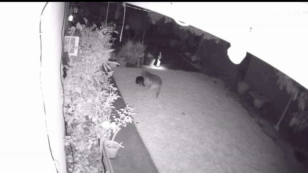 Big Dog Chases Off Coyote Who Had Family's Boston Terrier in Mouth – NBC Bay Area - Vimarsana News