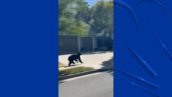 Watch: Bear Runs Through Fairfield Neighborhood - Vimarsana News