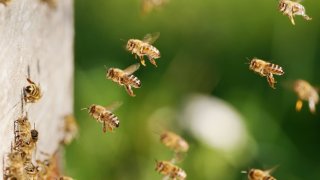 Honey bees fly to the hive