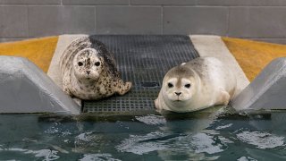 Two harbor seal pups at The Marine Mammal Center.