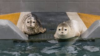 Two harbor seal pups at The Marine Mammal Center.