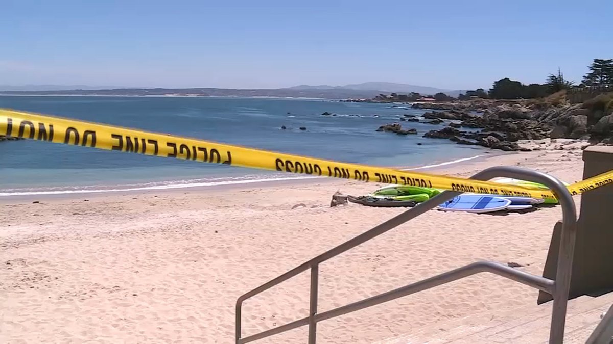 Apparent Shark Attack Injures Surfer on Monterey Bay: Report - Vimarsana News