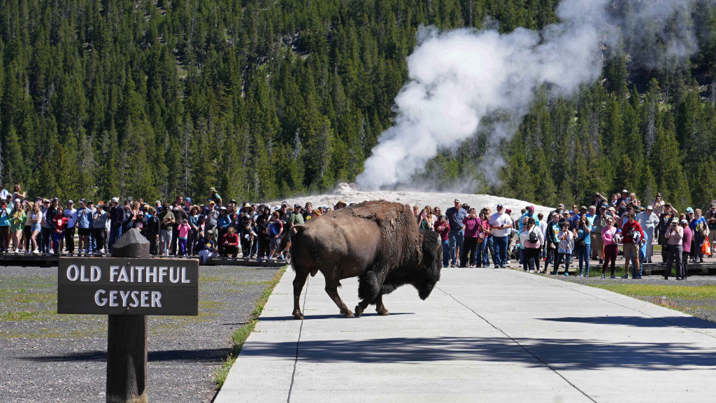 2nd Yellowstone Visitor Gored By Bison This Week – NBC Bay Area
