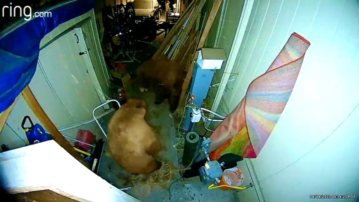 Bear Fight at Lake Tahoe Home Caught on Camera NBC Bay Area