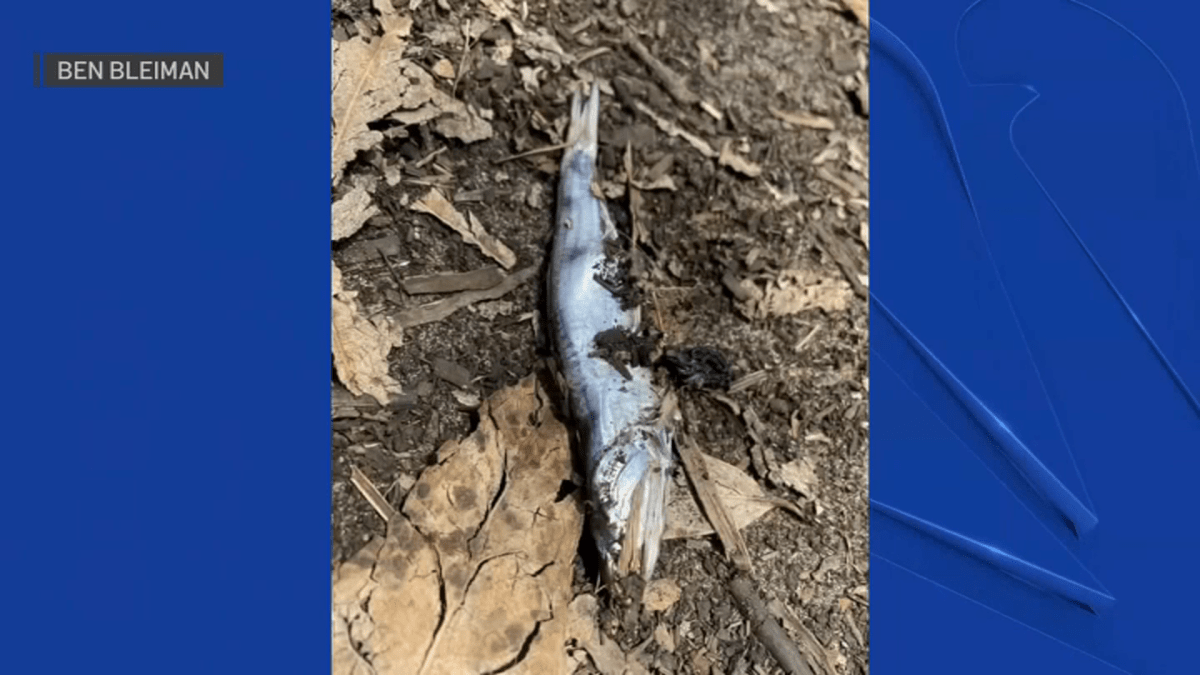 Why Are Fish Falling From the Sky in San Francisco? – NBC Bay Area