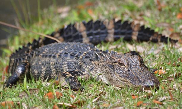One Dead in Myrtle Beach Area After Alligator Attack – NBC Bay Area - Vimarsana News