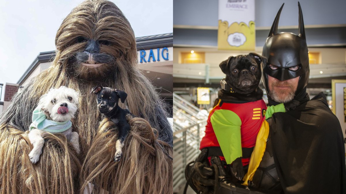 Superhero Sweeties Will Strut at PAWmicon - Vimarsana News