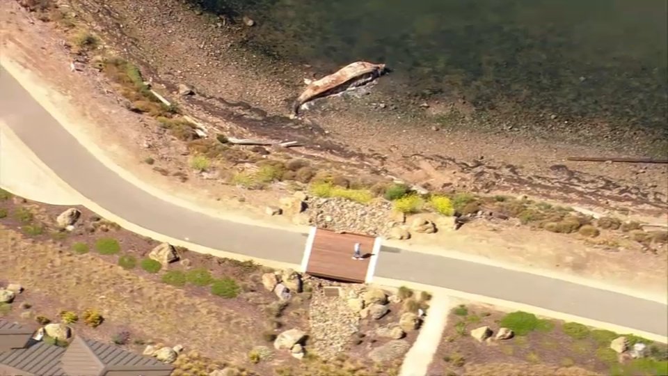 Dead Whale on Richmond Beach Causing a Stink as Crews Try to Bury It - Vimarsana News