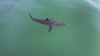 Monterey Bay Aquarium Releases Treasure Trove of White Shark Data