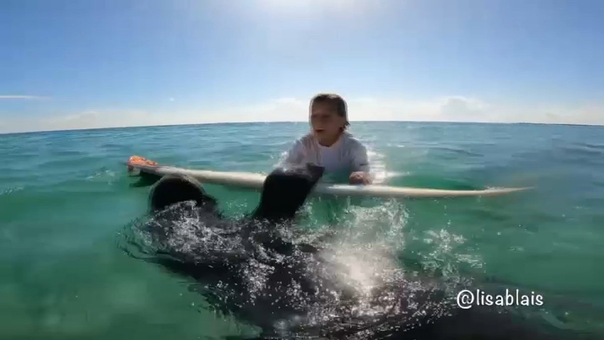 Manatee Caught on Camera Using Child's Surfboard Near Fort Pierce – NBC Bay Area - Vimarsana News