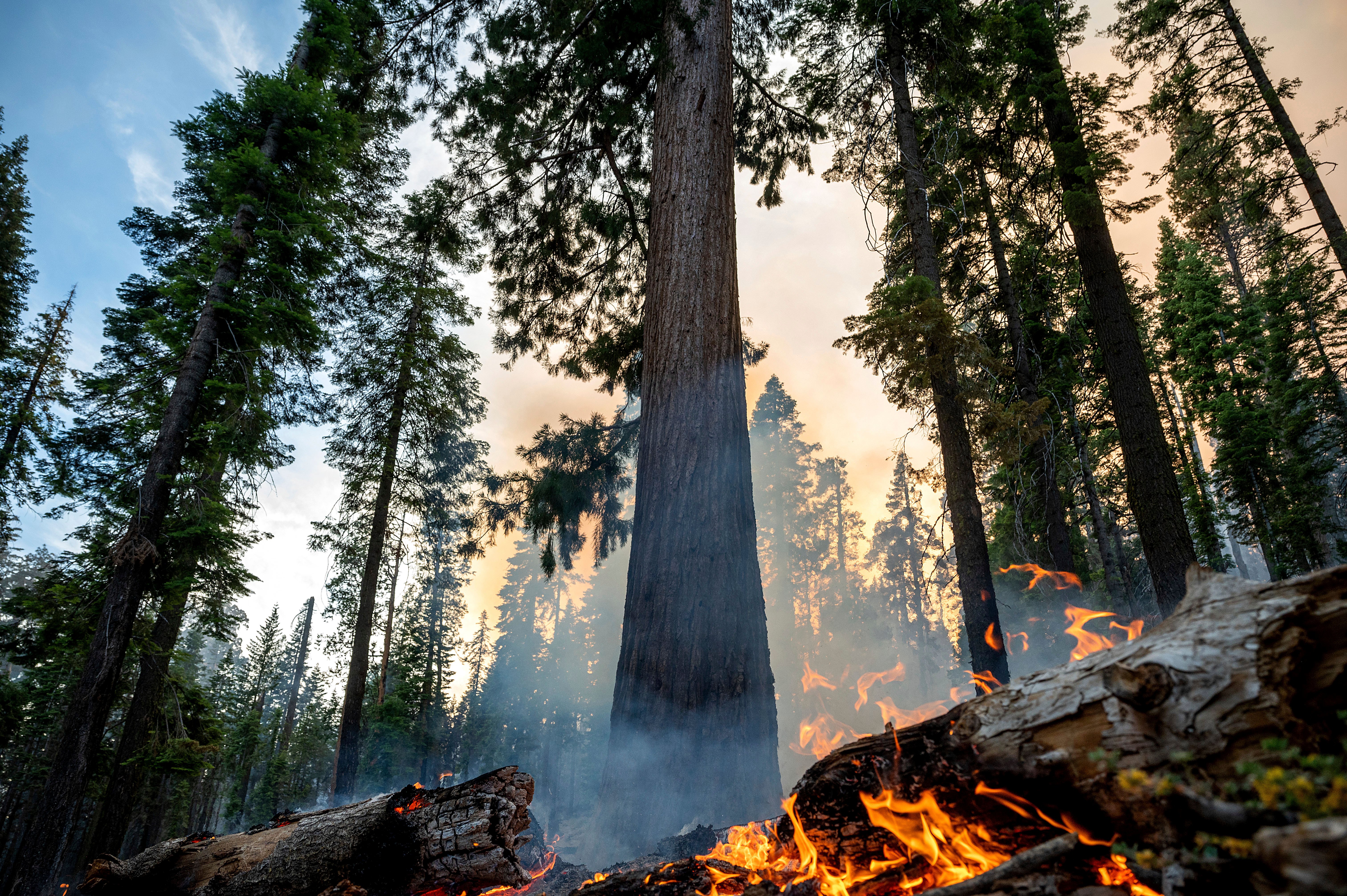 Yosemite Fire Grows as Crews Protect Iconic Sequoias - Vimarsana News