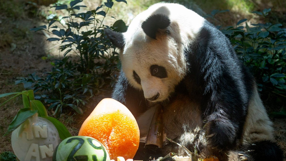 World’s Oldest Male Giant Panda Dies at Age 35 in Hong Kong – NBC Bay Area