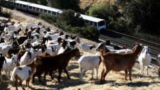 Goats on a hillside in Walnut Creek.