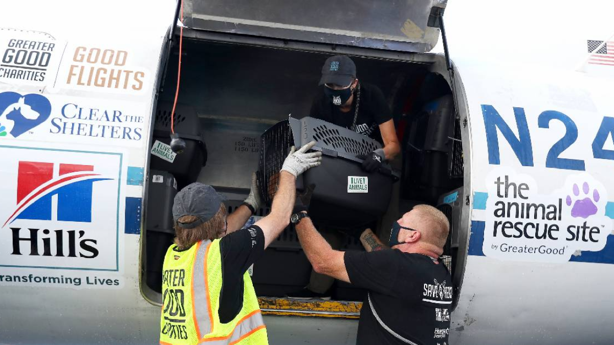 200 Dogs, Cats Airlifted From Overpopulated Shelters Seek Adoption NBC Bay Area
