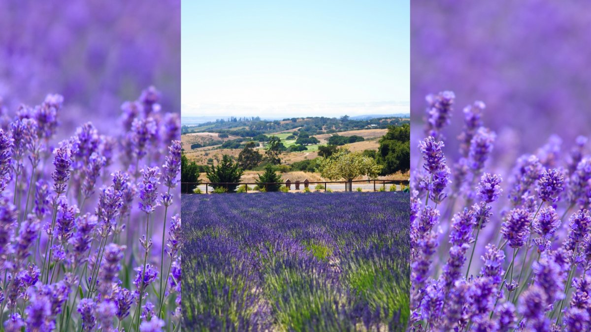 Lovely Lavender Blooms at a Lompoc Farm - Vimarsana News