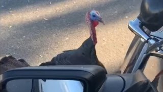 An "aggressive" turkey that attacked a police vehicle in Vacaville.