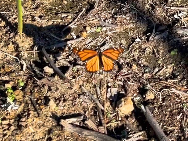 Bolinas Rancher Works to Bring Back Monarch Butterflies - Vimarsana News