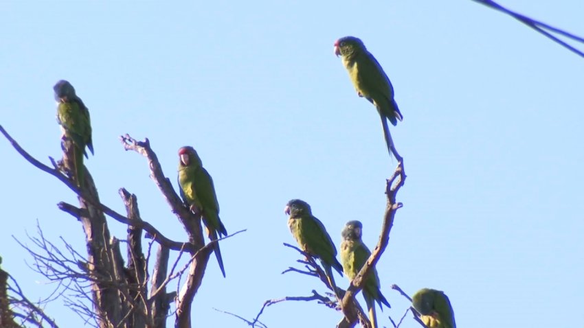 Red-Crown Amazons are endangered in the wild, now this endangered species of bird calls El Cajon home.