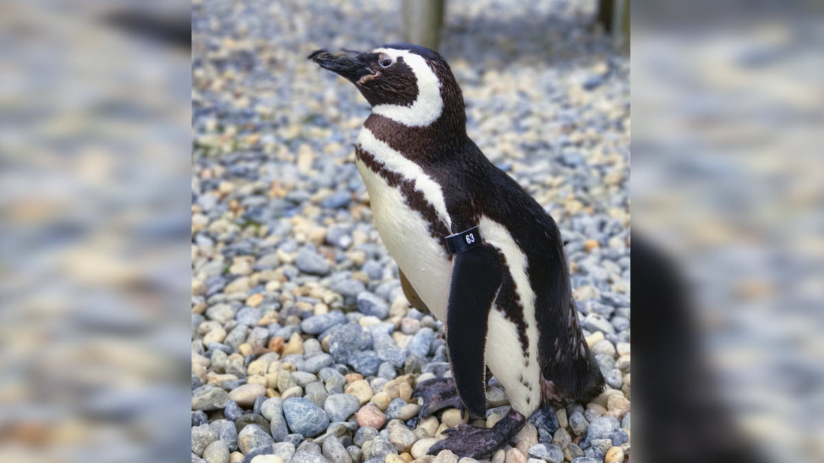 Beloved Penguin, Founding Member of SF Zoo's Magellanic Colony