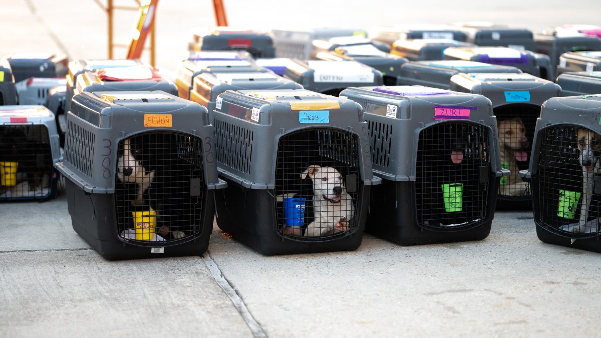 140 Dogs, Cats To Be Adopted After Clear The Shelters ‘Good Flight