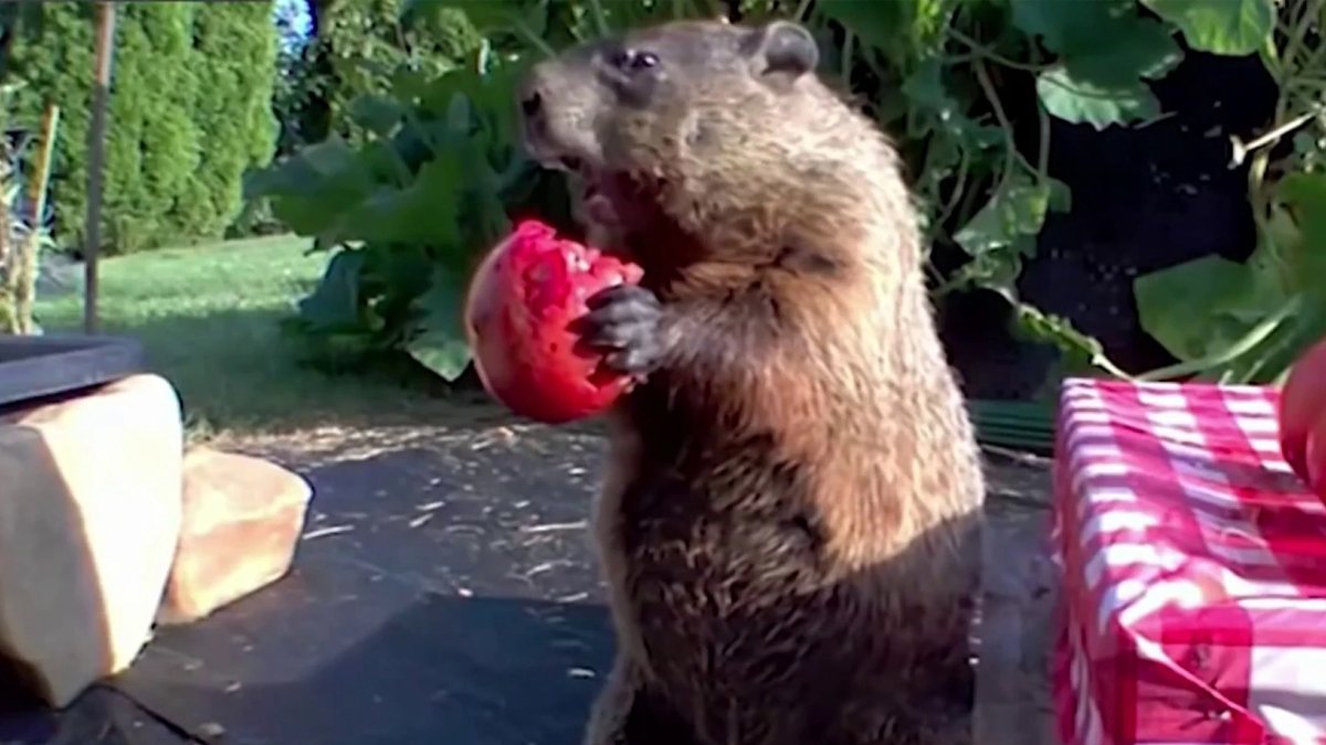 How 'Chunk' the Groundhog Tore Up a Delaware Garden and Became a Global Sensation. – NBC Bay Area - Vimarsana News