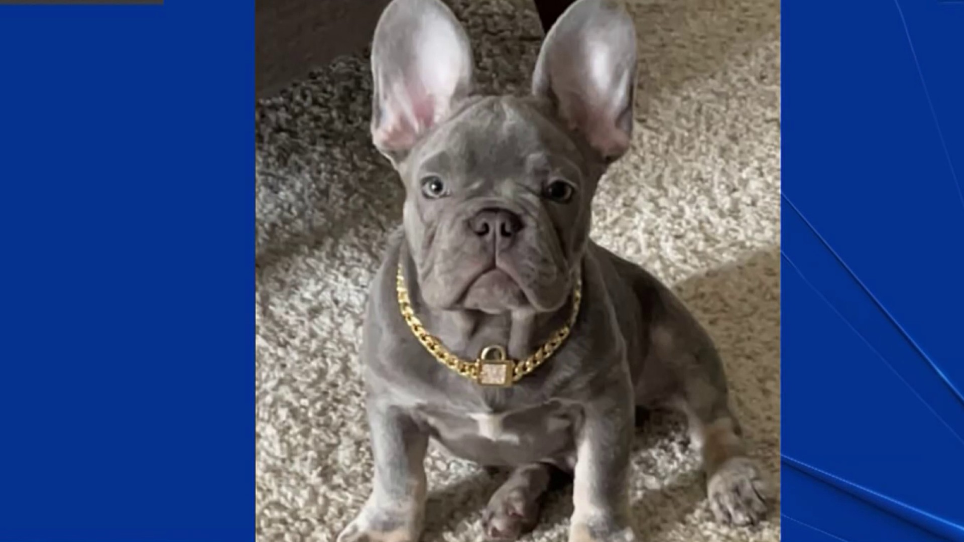 3 French Bulldog Puppies Stolen in Mountain View – NBC Bay Area