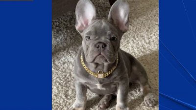 3 French Bulldog Puppies Stolen in Mountain View