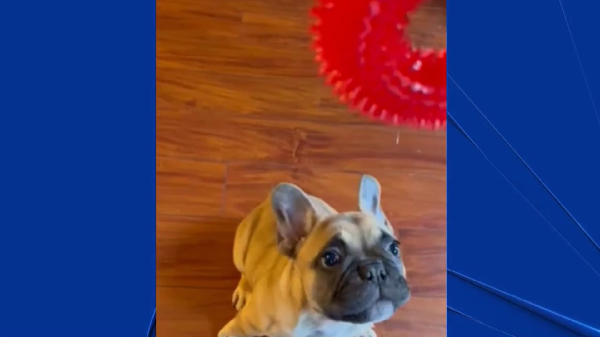 French bulldog stolen from Fremont parking lot