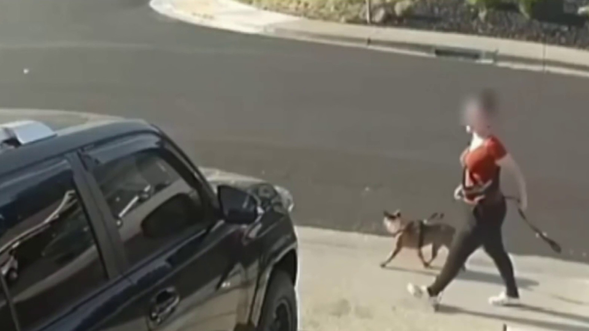 Vandalism Caught on Camera: San Jose Family Finds Dog Feces On Their Car –  NBC Bay Area