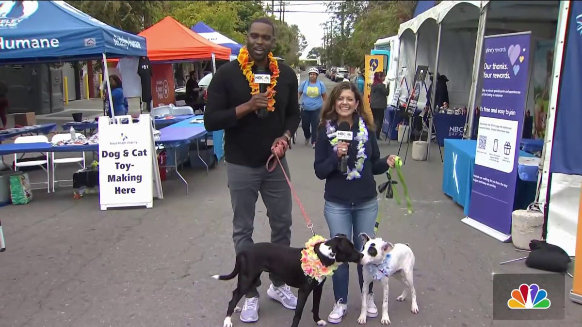 Clear the Shelters NBC Bay Area