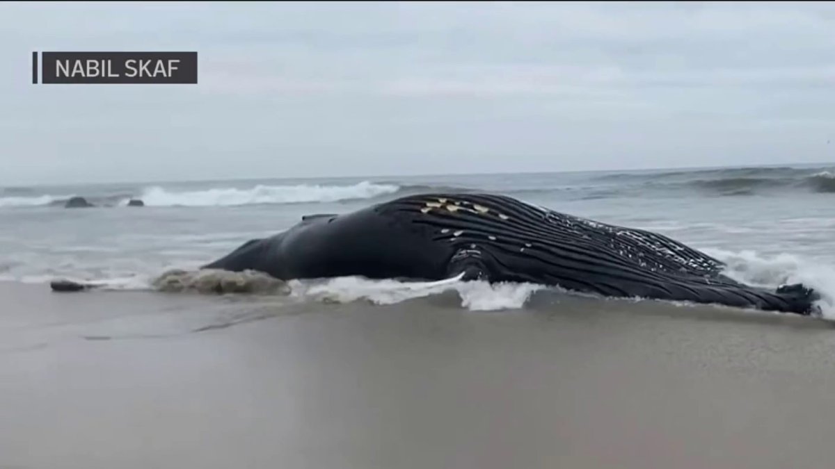 Dead Humpback Whale Washes Ashore In Half Moon Bay Nbc Bay Area