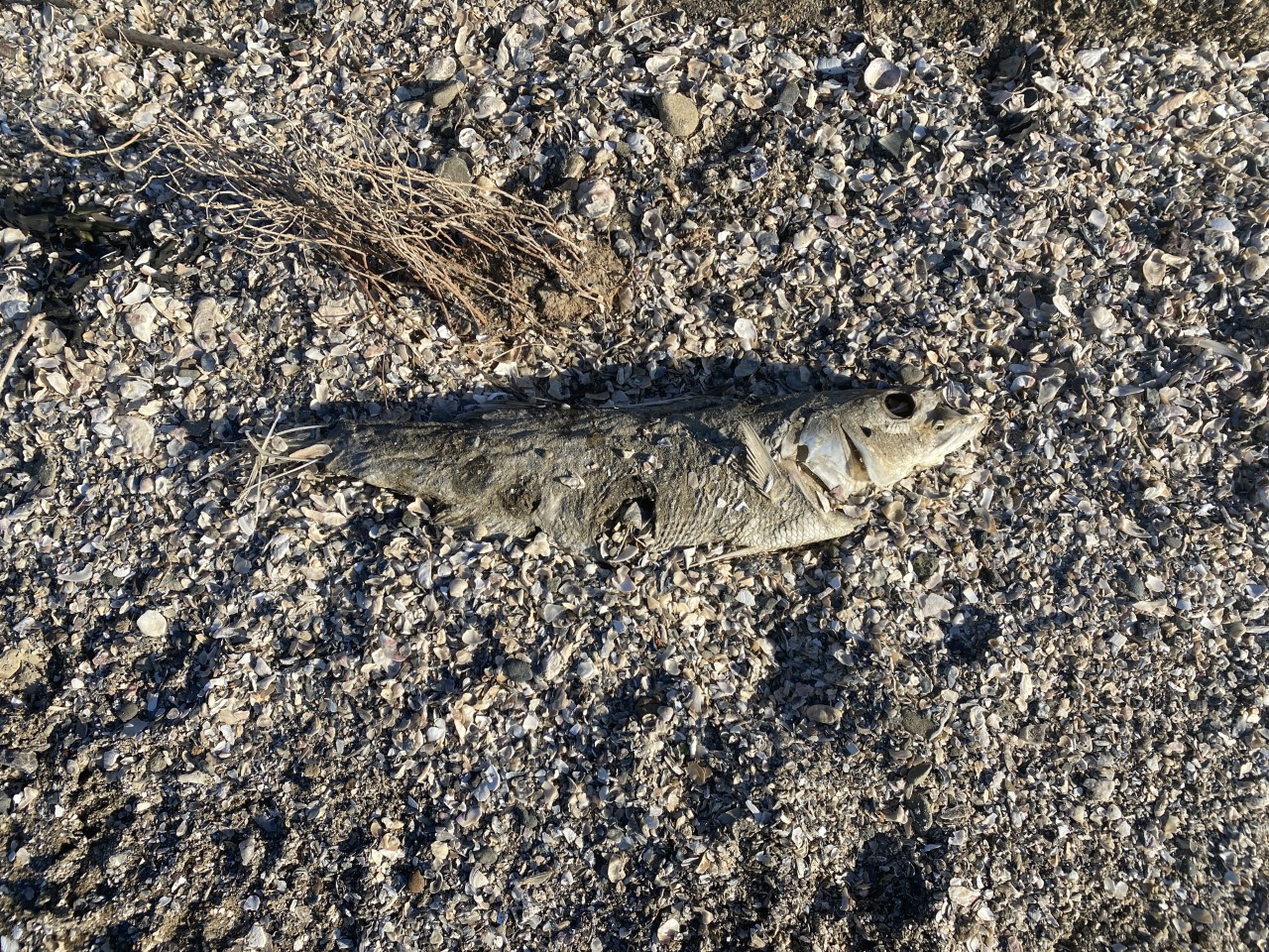 Photos: Environmental Group Reports Large Numbers of Fish Dying Across San  Francisco Bay – NBC Bay Area