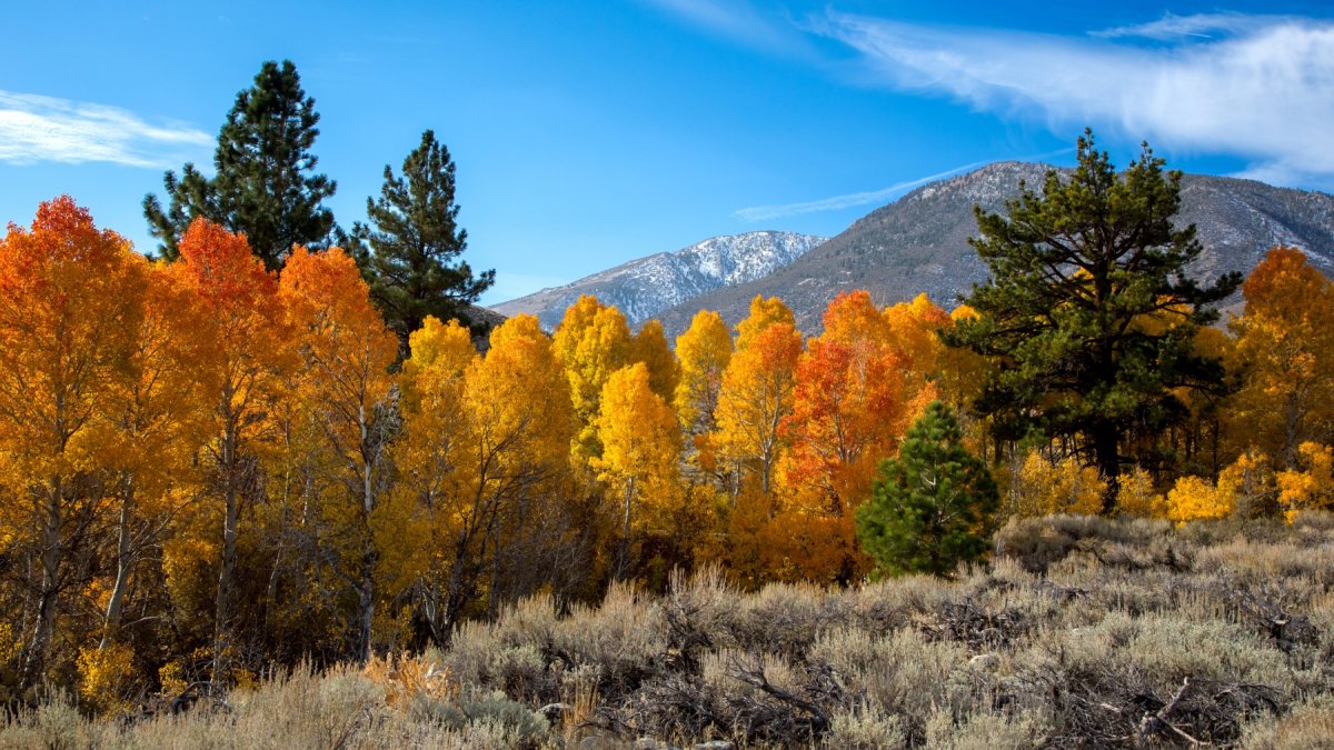 Autumn's Ahead, So Let's Enjoy Mono County's Fall Color Map - Vimarsana News