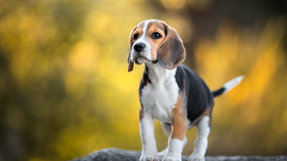 100+ Beagles Rescued From Virginia Breeding Facility to Arrive in San