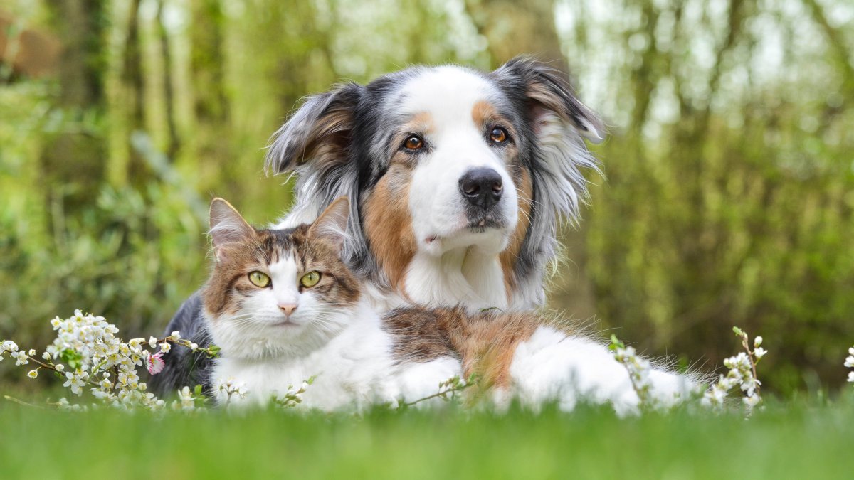 Clear The Shelters Using the WeRescue App – NBC Bay Area - Vimarsana News