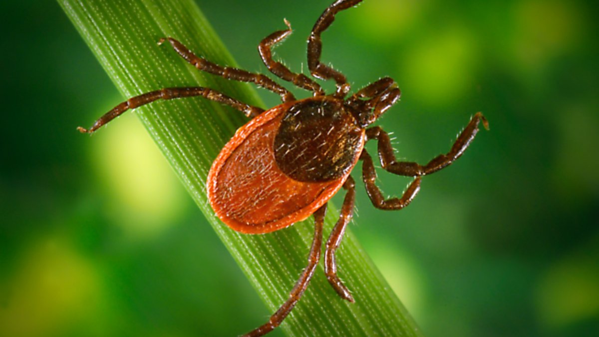Major Test of Possible Lyme Vaccine Underway – NBC Bay Area - Vimarsana News