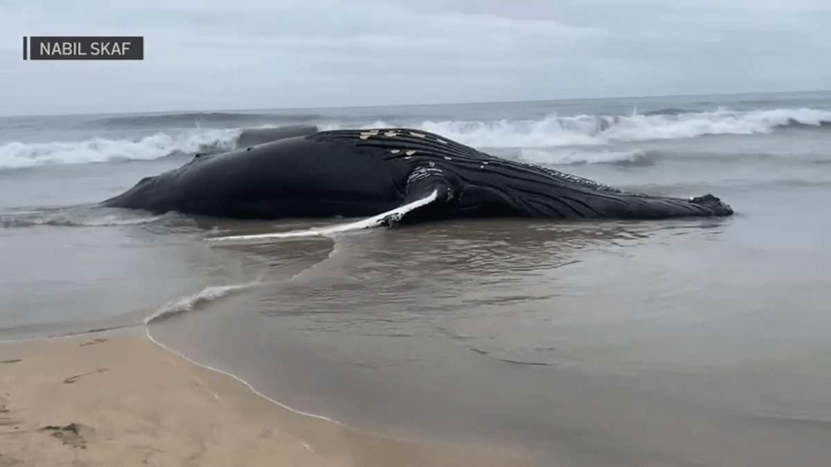 Whale That Washed Up in Half Moon Bay Likely Killed by Ship Strike