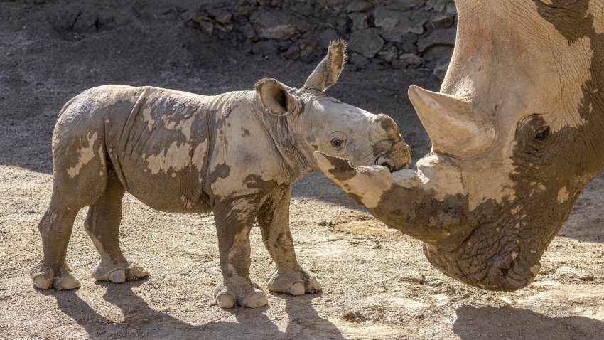 San Diego Zoo Safari Park Welcomes Birth of Southern White Rhino Calf at the Nikita Kahn Rhino Rescue Center  
SAN DIEGO (Aug. 22, 2022) — A male southern white rhino calf stands with his mother after playing in a mud wallow at Nikita Kahn Rhino Rescue Center at the San Diego Zoo Safari Park. Rolling in mud is a natural behavior of rhinos. Rhinos coat themselves with a thick layer of mud that helps act as a sunscreen and bug repellent, and helps to keep them cool. 
The calf was conceived through natural breeding and was born on Aug. 6 to first-time mom Livia, and father J Gregory. Wildlife care specialists report the calf, yet-to-be-named, is healthy, confident and full of energy, and that Livia is an excellent mother, very attentive and protective 0f her offspring.  
All rhino births are significant, and this calf’s birth represents an essential step in San Diego Zoo Wildlife Alliance’s Northern White Rhino Initiative, showing Livia can carry a calf to term and care for her offspring. This is vitally important, as Livia is now among the female rhinos at the Nikita Kahn Rhino Rescue Center who could potentially serve in the future as a surrogate mother to a northern white embryo. 
San Diego Zoo Wildlife Alliance’s Northern White Rhino Initiative is dedicated to saving the northern white rhino through innovative reproductive technologies, including artificial insemination, in vitro fertilization and embryo transfer. At the Nikita Kahn Rhino Rescue Center, an interdisciplinary team—including wildlife care and health teams, reproductive physiologists and geneticists—are working with southern white rhinos as a model for developing these advanced reproductive technologies, with the ultimate goal to establish a sustainable population of northern white rhinos using banked genetic material from the Frozen Zoo®, a critical component of San Diego Zoo Wildlife Alliance’s Wildlife Biodiversity Banking efforts.  
Only two northern white rhinos remain on