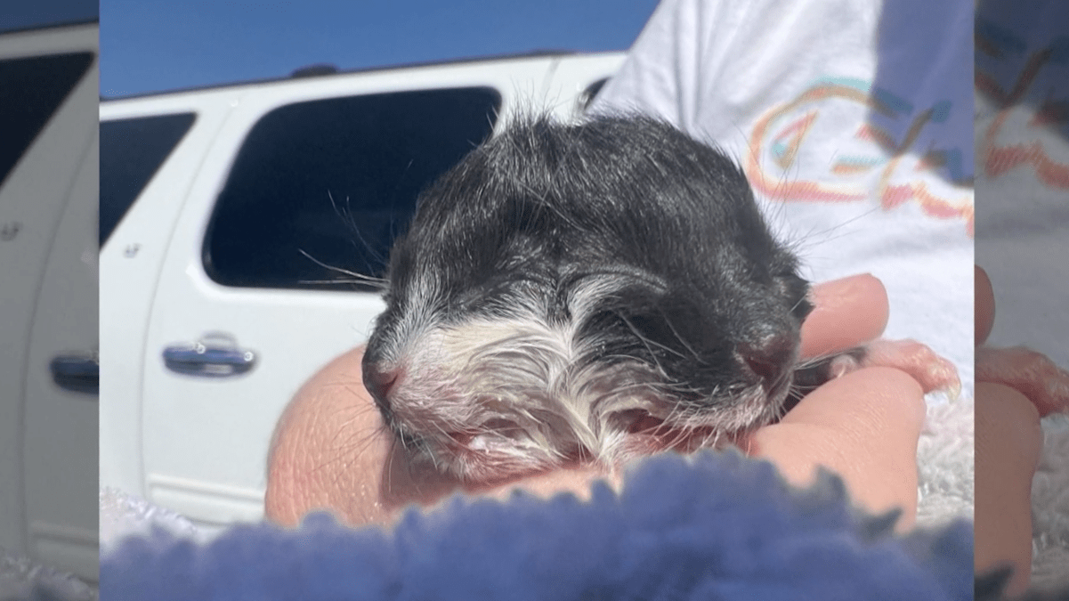 Kitten Born With Two Heads in Arkansas Named After Two-faced 'Batman' Villian – NBC Bay Area - Vimarsana News
