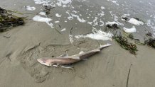 Shark washed up Point Richmond