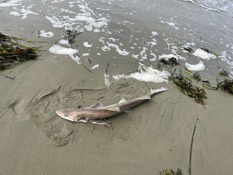 Shark washed up Point Richmond