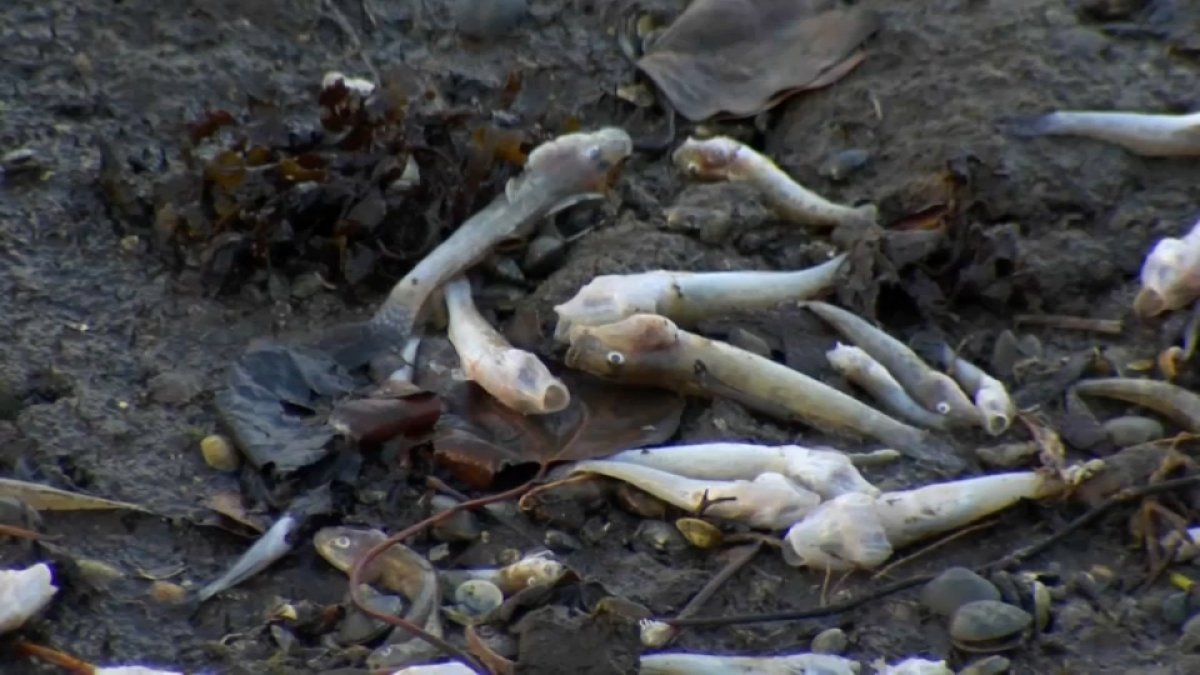 Depleted Oxygen Levels Caused by SF Bay Algae Bloom Could Lead to