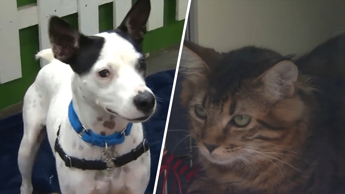 Clear the Shelters: Pets Find Forever Homes in the Bay Area - Vimarsana News
