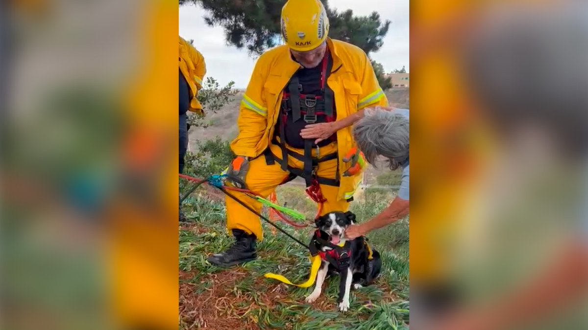 Deaf Dog Rescued After Falling Down Steep Ravine – NBC Bay Area