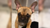 French Bulldog Puppy Stolen From 7-Eleven Parking Lot in Fremont