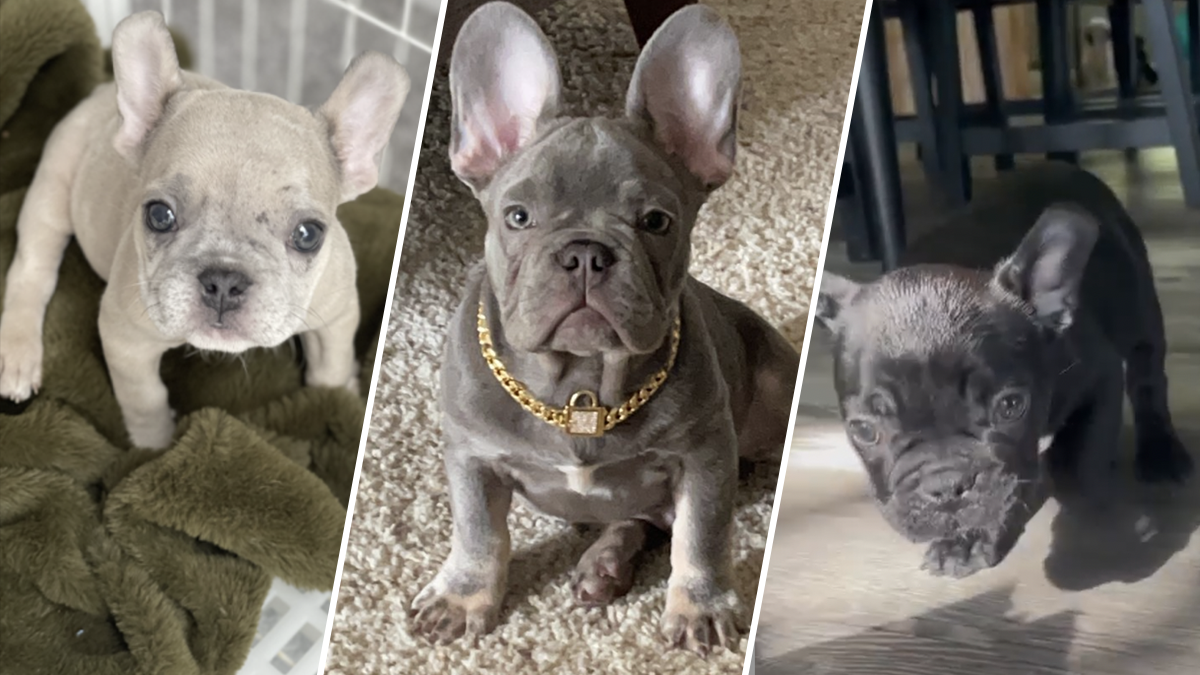 These Bay Area French bulldogs are the official team support