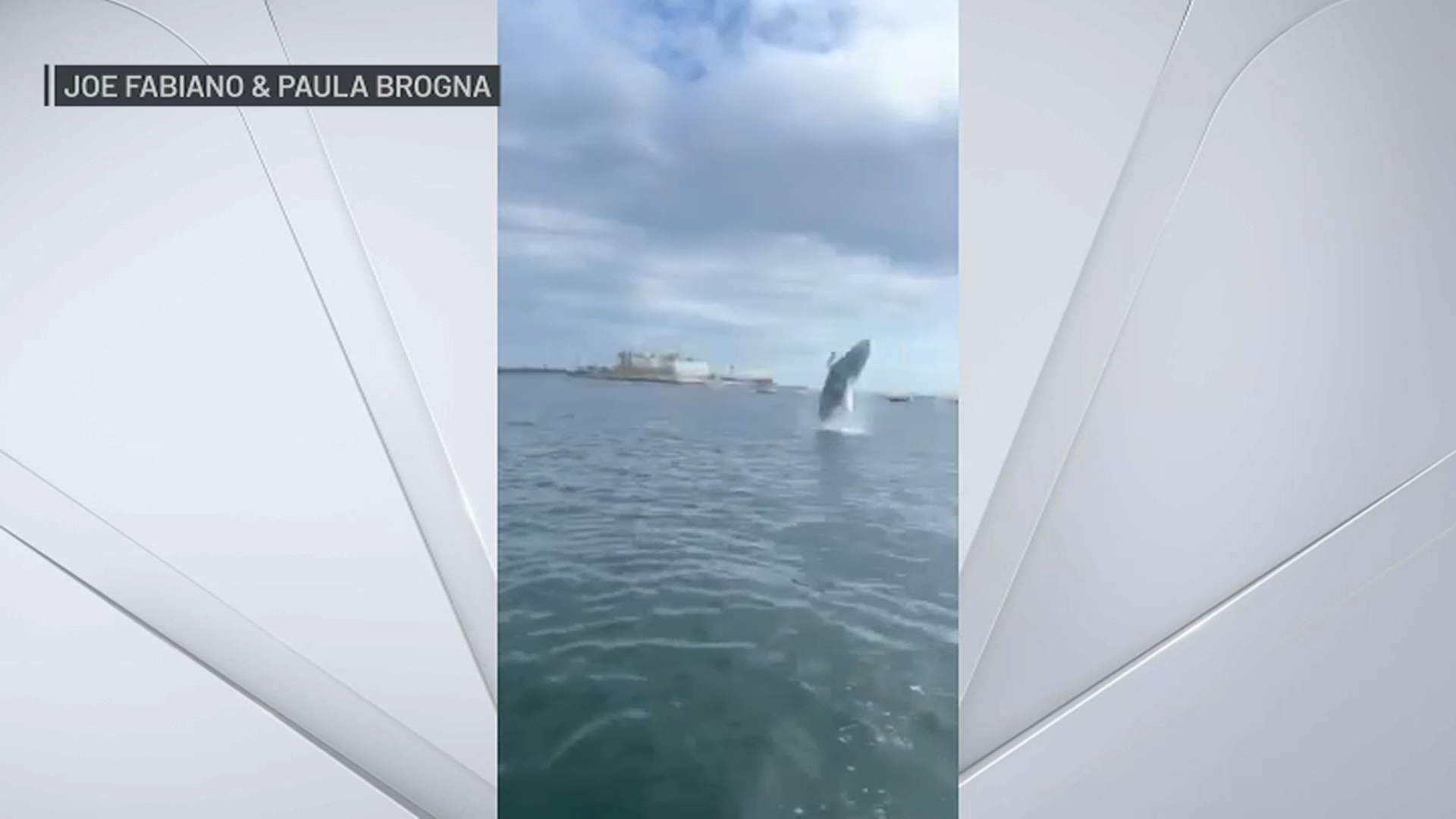 Whale in Boston Harbor: Humpback Spotted Between Deer Island, Long Island – NBC Bay Area - Vimarsana News