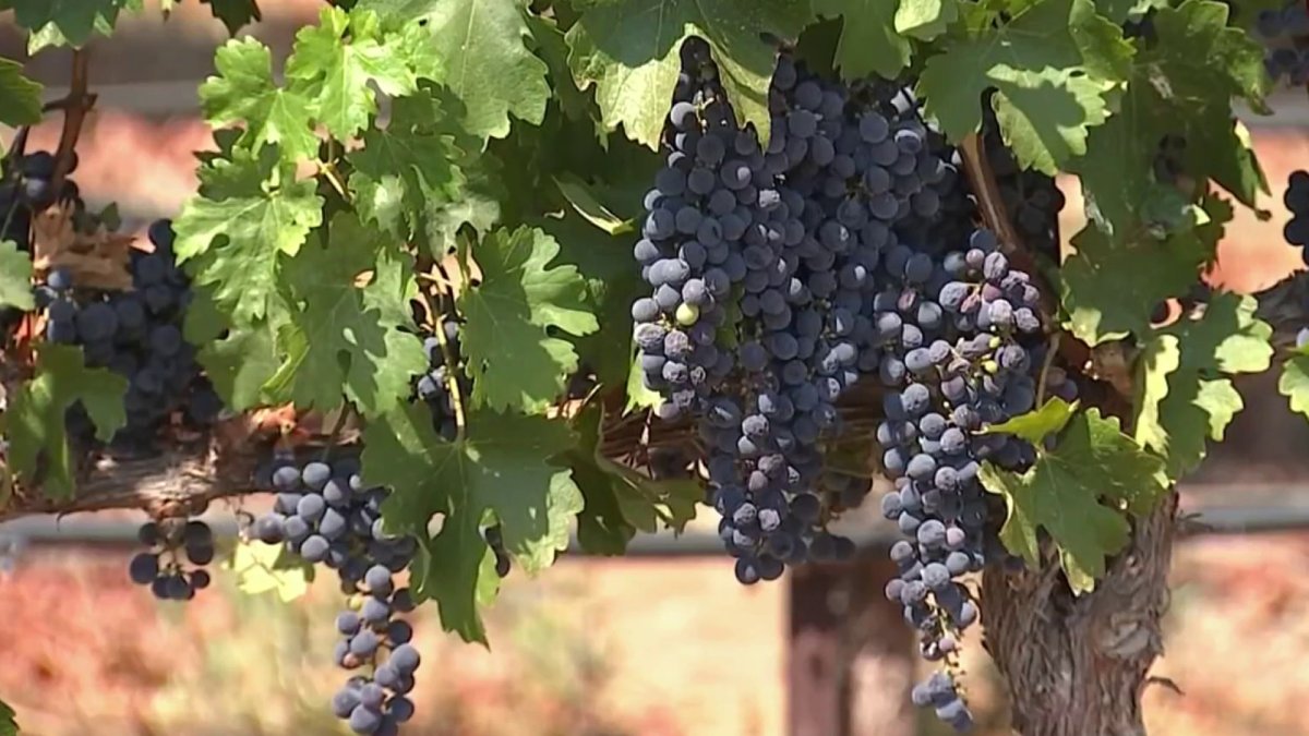Heat Wave Causes Early Wine Harvest Season in Bay Area NBC Bay Area